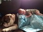  Travis and his big sister, bulldog Elli, cuddling up sharing Little Giraffe Bla