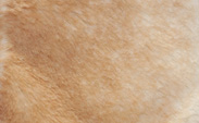 Luxe™ Souffle Mocha